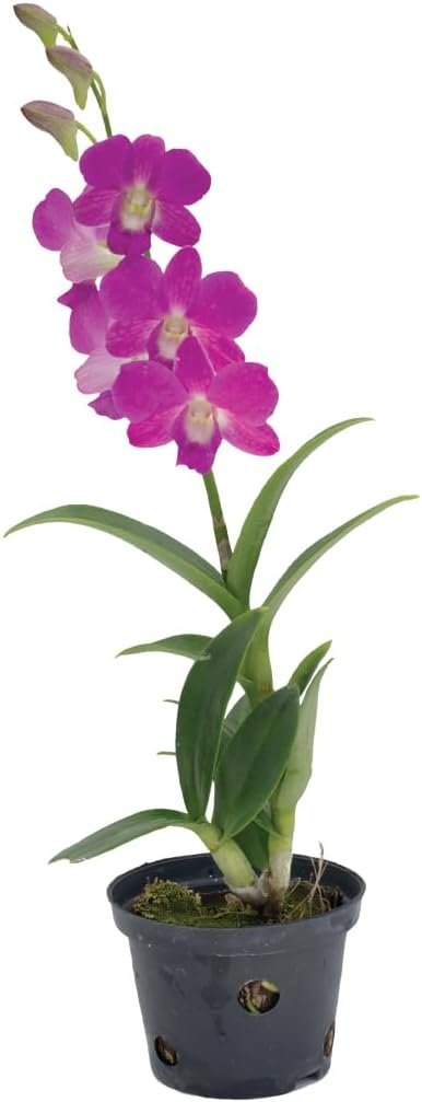 24 Best Plants for Bathroom: Air Purifying Green Decor 15 American Plant Exchange Dendrobium Orchid – Live 4-Inch Potted Flowering Plant, Easy-Care Tropical Houseplant with Elegant Blooms for Indoor Home, Office, Windowsills & Gift Décor