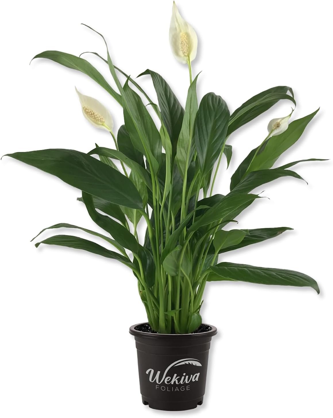 24 Best Plants for Bathroom: Air Purifying Green Decor 9 61A0cQjiH7L. AC SL1500