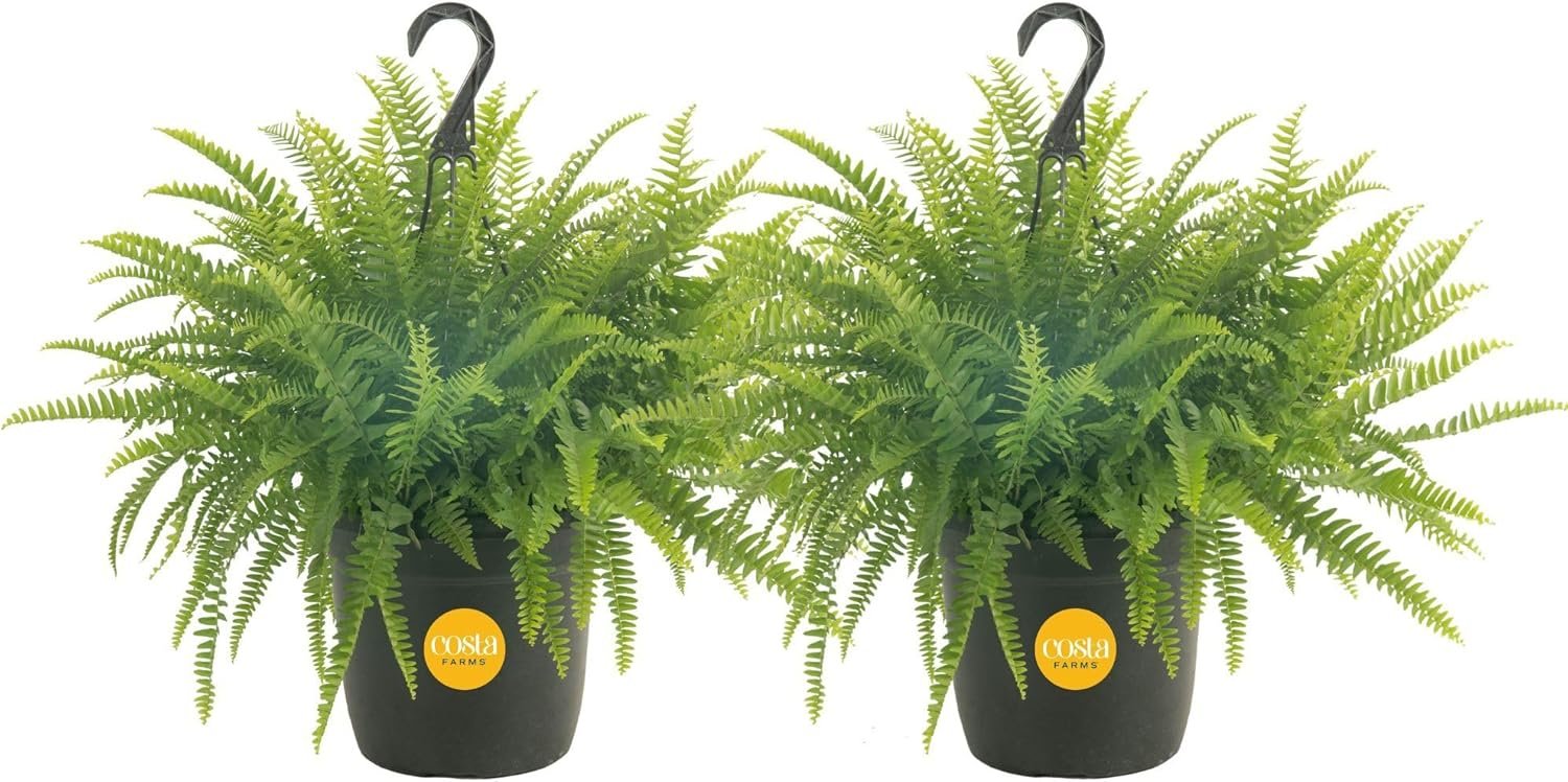 24 Best Plants for Bathroom: Air Purifying Green Decor 7 813NOEC P3L. AC SL1500