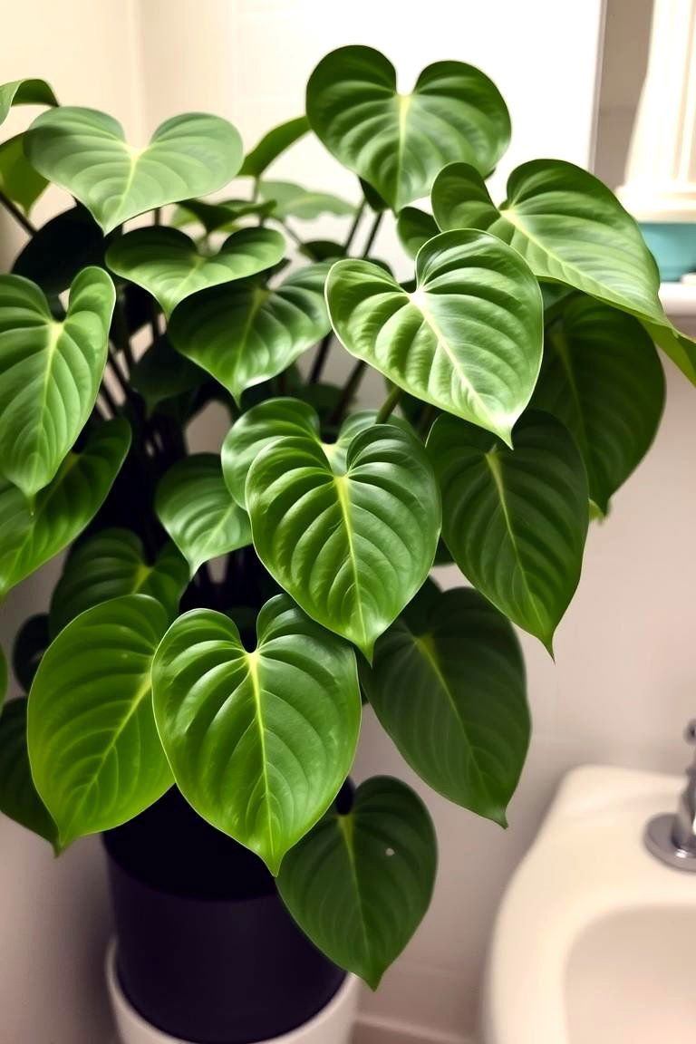 24 Best Plants for Bathroom: Air Purifying Green Decor 24 Philodendron Versatility - 24 Best Plants for Bathroom