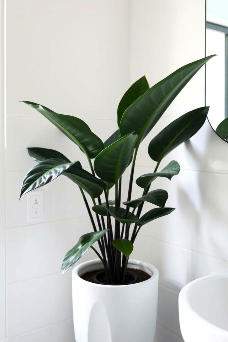 24 Best Plants for Bathroom: Air Purifying Green Decor 15 ZZ Plant Resilience - 24 Best Plants for Bathroom