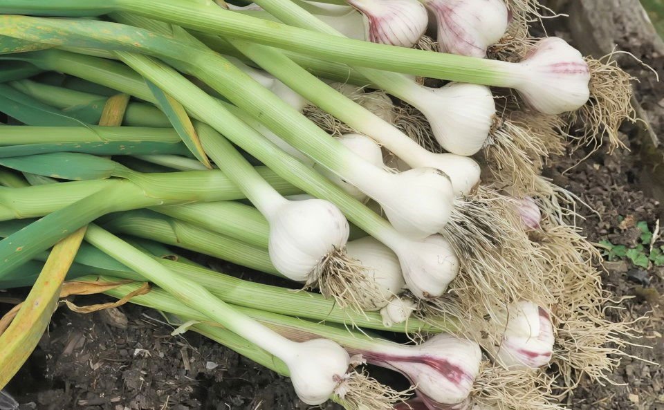 How to Grow Garlic:Guide to Planting & Harvesting 6 harvesting garlic