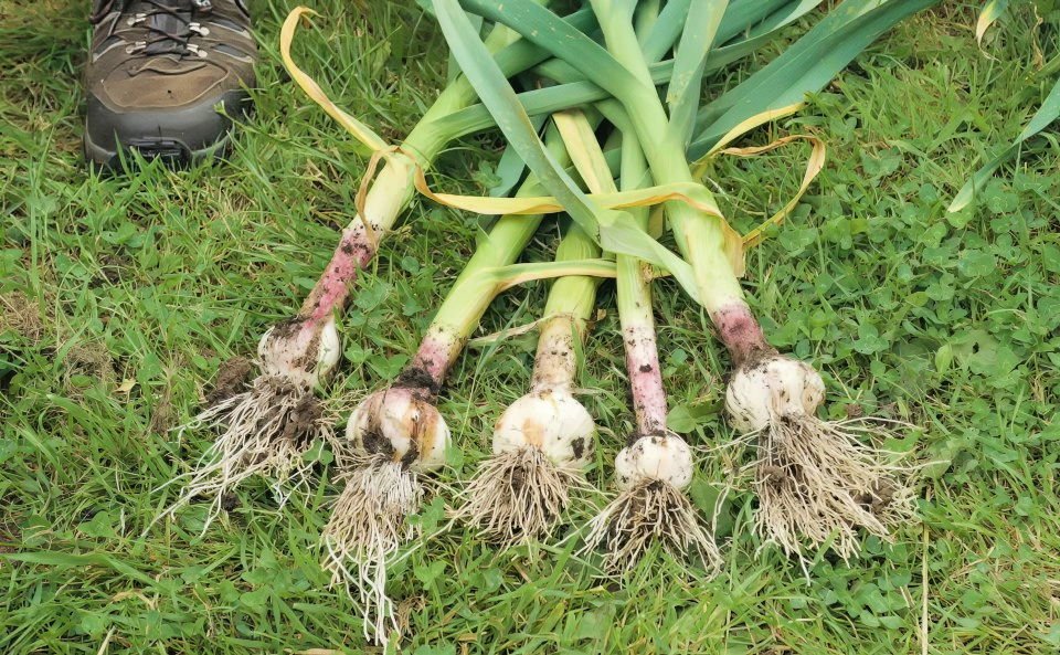 How to Grow Garlic:Guide to Planting & Harvesting 7 how deep to plant garlic