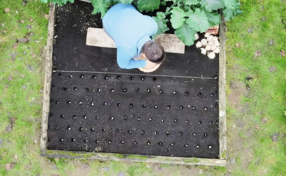 How to Grow Garlic:Guide to Planting & Harvesting 4 planting garlic step by step