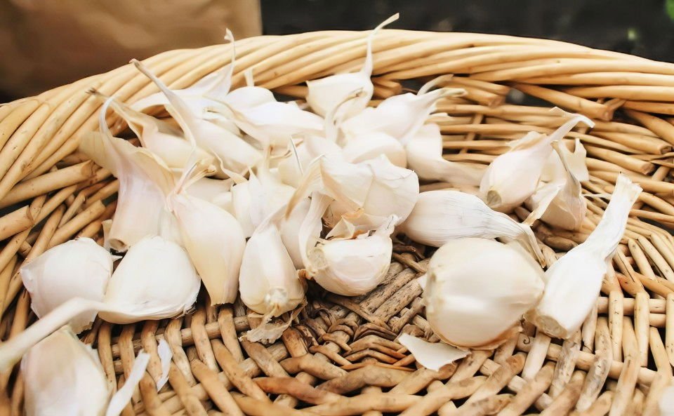 How to Grow Garlic:Guide to Planting & Harvesting 2 understanding garlic varieties