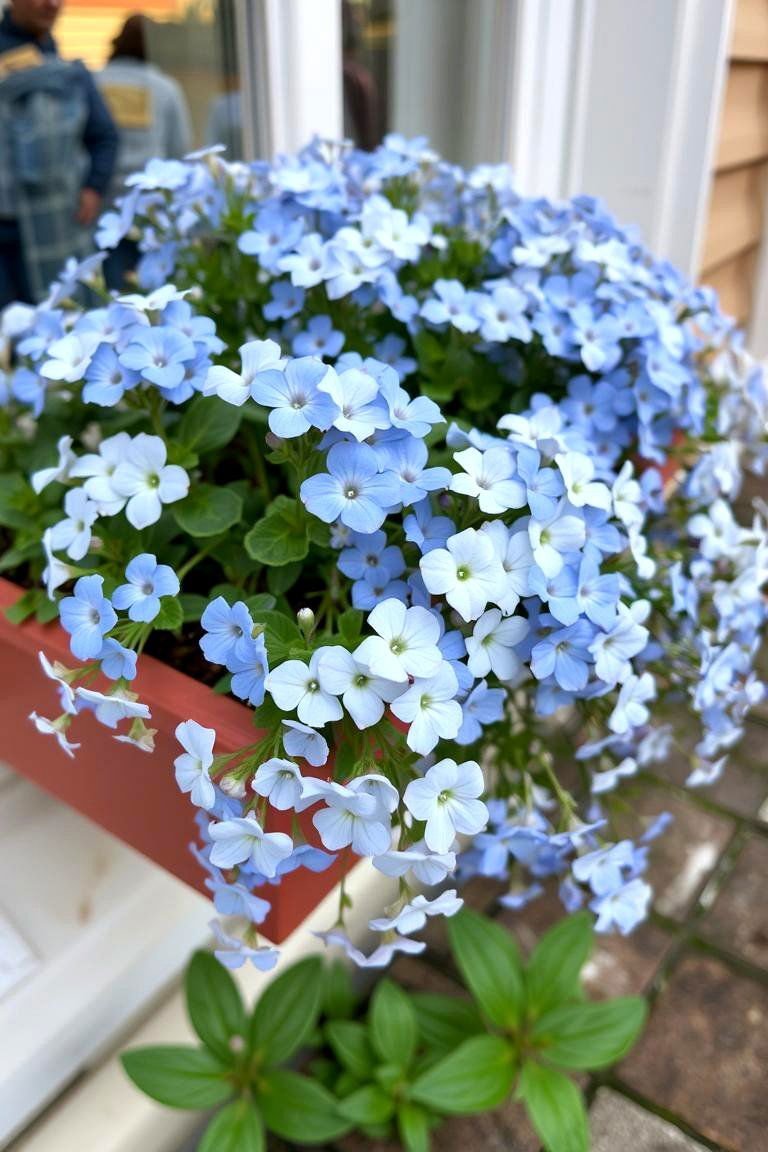 24 Best Outdoor Plants for Patio Spaces to Boost Your Greenery 19 Nemesia Sweetly Scented Delicate Flowers - 24 Outdoor Plants for Patio