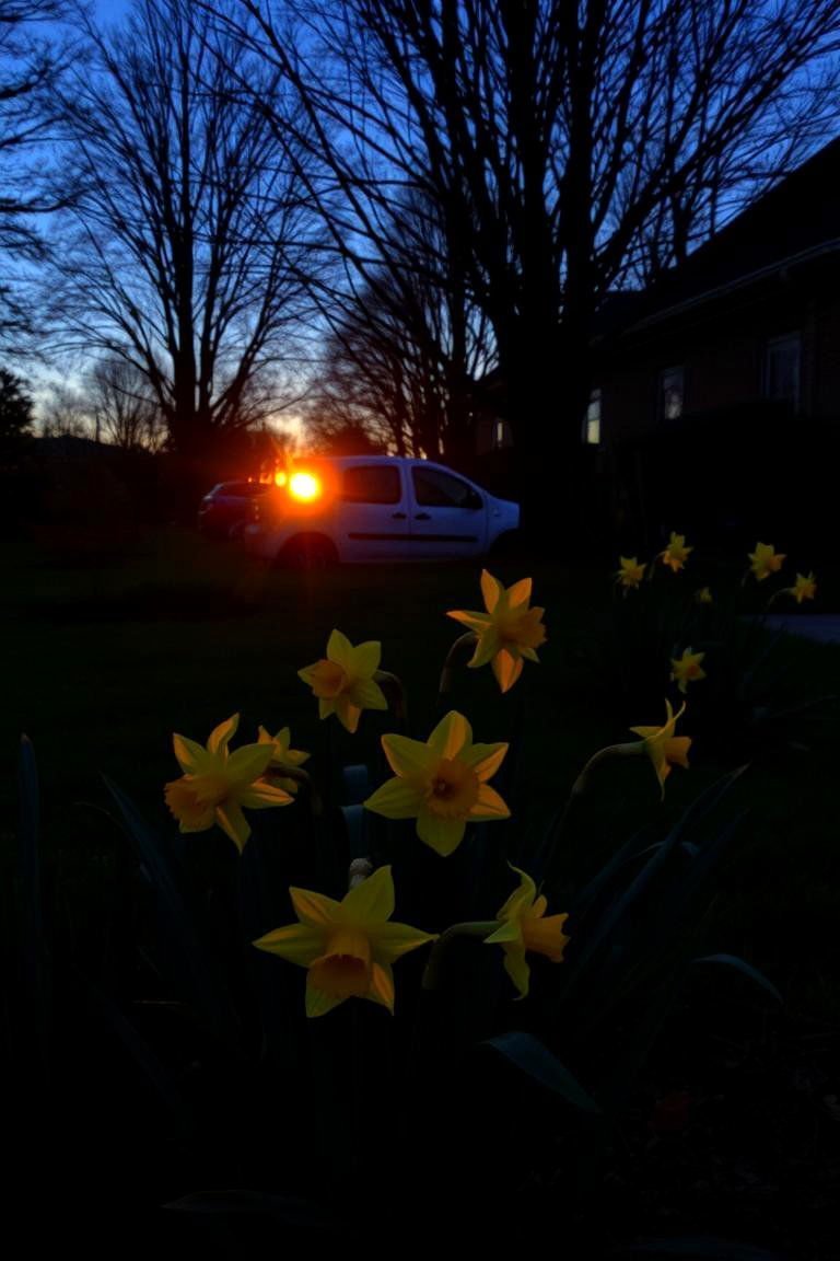 24 Daffodil Garden Ideas for Vibrant Spring Landscapes 9 Sunset Glow Daffodil Plantings - 24 Daffodil Garden Ideas