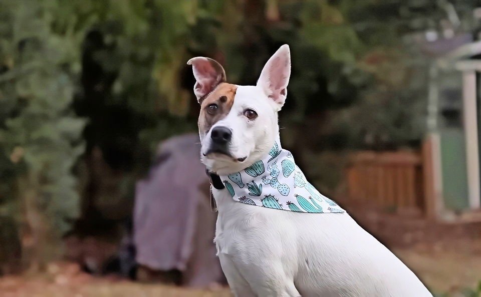 Free DIY Dog Bandana Sewing Pattern for a Stylish Pet 3 easy diy dog bandana